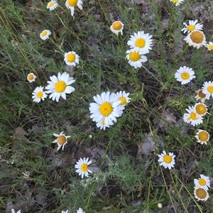 Meet your Posher, Patty